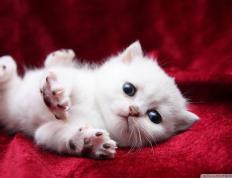 世俱杯2025-美加墨星空下的魔术师，切特之夜，评分拉满的足球诗篇