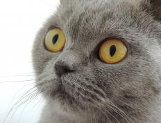 世俱杯赛程-F1年度争冠之夜，奥利维耶的杀伤艺术