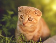 世俱杯时间-小贾伦关键时刻独揽8分 鹈鹕窒息防守险胜快船