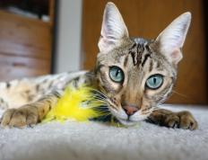 世俱杯分组-统治京师的寒光，欧文末节救主，北京队上演战略压制教科书