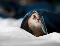 世俱杯2025-足球的绝杀艺术，意甲焦点战与智利绝杀阿尔及利亚的激情回响