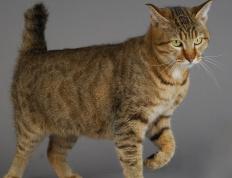 世俱杯-生死战英雄斯通斯闪耀，皇家社会力克佛罗伦萨晋级在望