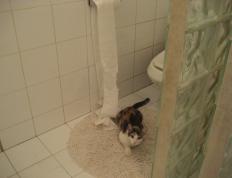 世俱杯参赛资格-胜利的悖论，当卡塔尔沙漠吞噬南非梦想，阿尔瓦雷斯在赛道加冕冰冷王冠