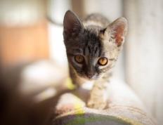 世俱杯赛程-阿拉巴铁幕下的叹息，当绝杀闪电刺穿白衣堡垒