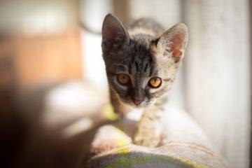 世俱杯赛程-阿拉巴铁幕下的叹息，当绝杀闪电刺穿白衣堡垒