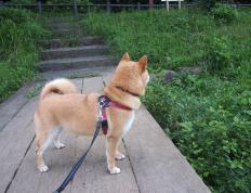 世俱杯参赛资格-山西队主场力克北京队，外援东契奇化身关键先生锁定胜局