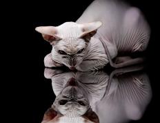 世俱杯2025-南非奇迹夜，阿尔瓦雷斯接管美加墨，足球新秩序的诞生