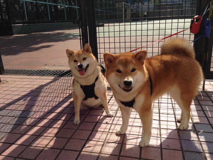 世俱杯奖金-天穹崩塌，新王当立，文班亚马的42分狂宴如何踏碎篮网与凯尔特人的铁血防线