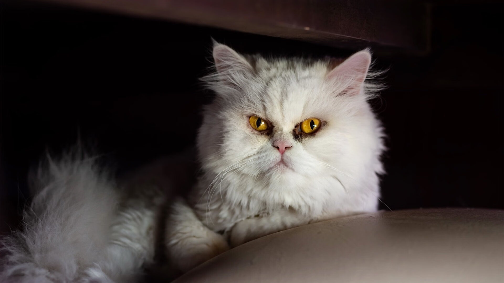 世俱杯赛程-美加墨世界杯启示录,看马刺式冲垮如何给辽宁队上一课