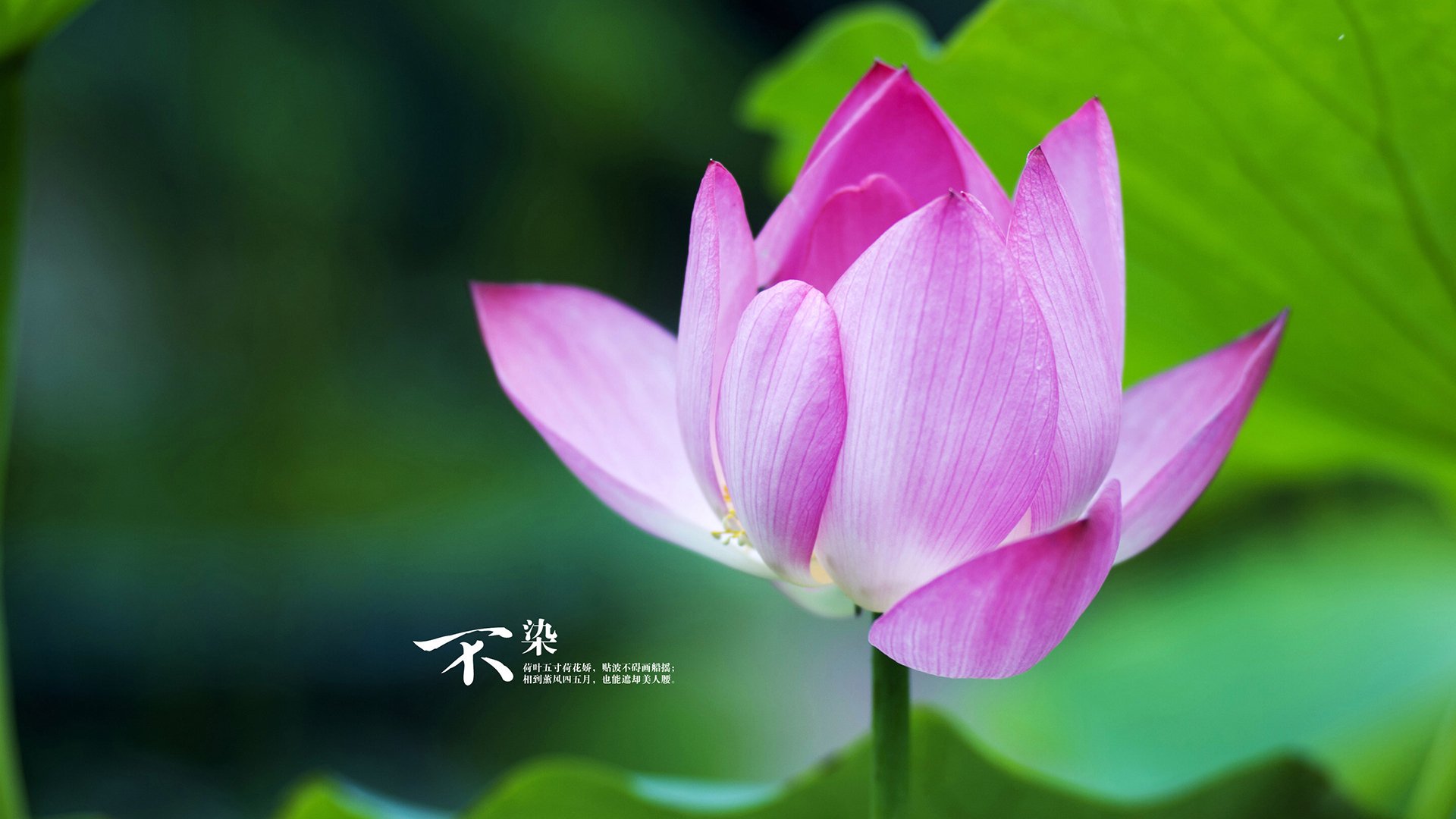 世俱杯直播-生死战辽宁队力克火箭，德罗赞稳定输出不掉线