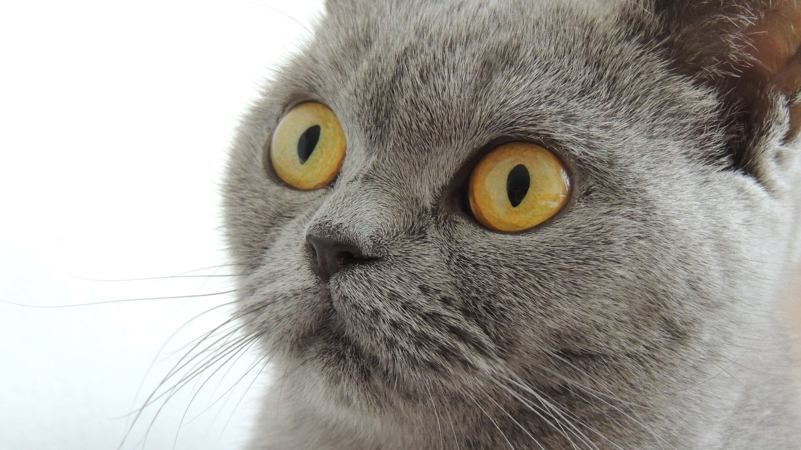 世俱杯赛程-F1年度争冠之夜,奥利维耶的杀伤艺术