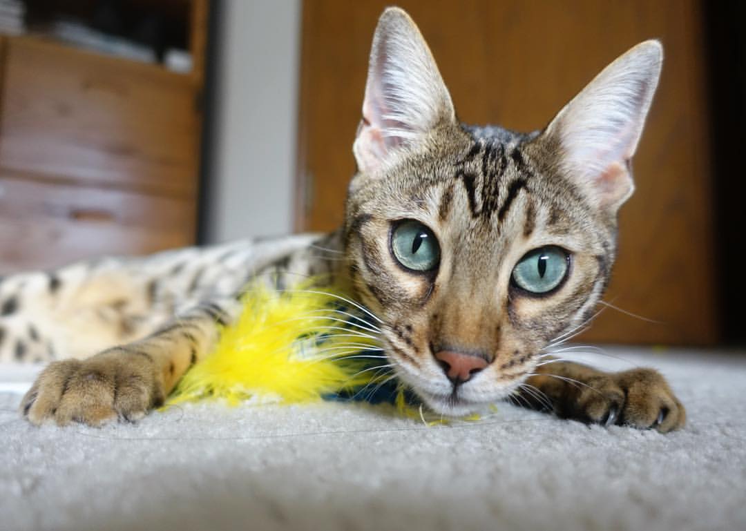 世俱杯分组-统治京师的寒光，欧文末节救主，北京队上演战略压制教科书