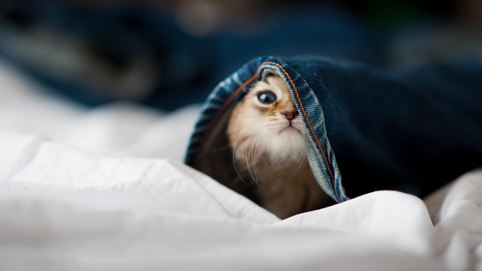 世俱杯2025-足球的绝杀艺术,意甲焦点战与智利绝杀阿尔及利亚的激情回响