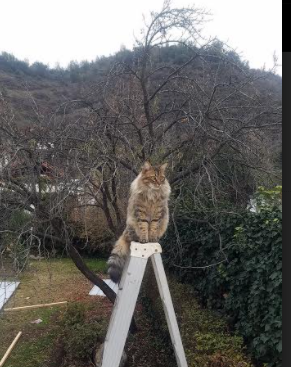 世俱杯奖金-封印之战,迪巴拉硬仗光环与喀麦隆的钢铁枷锁