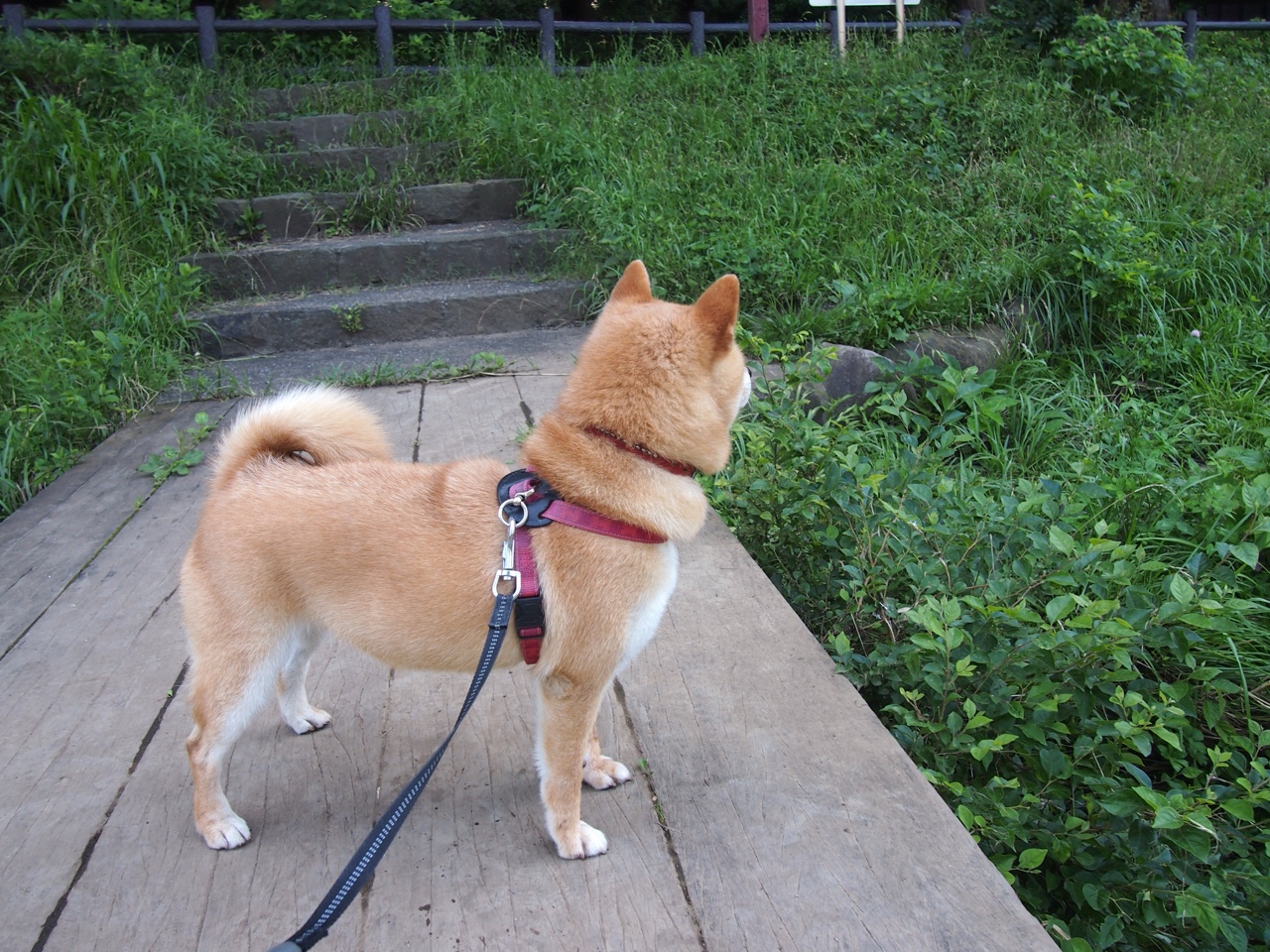 世俱杯参赛资格-山西队主场力克北京队,外援东契奇化身关键先生锁定胜局