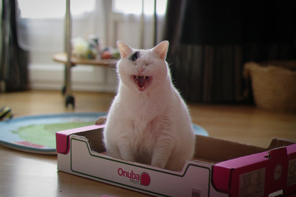 世俱杯2025-特奥，掌控比赛的隐形指挥官，亚特兰大如何冲垮喀麦隆的抵抗？