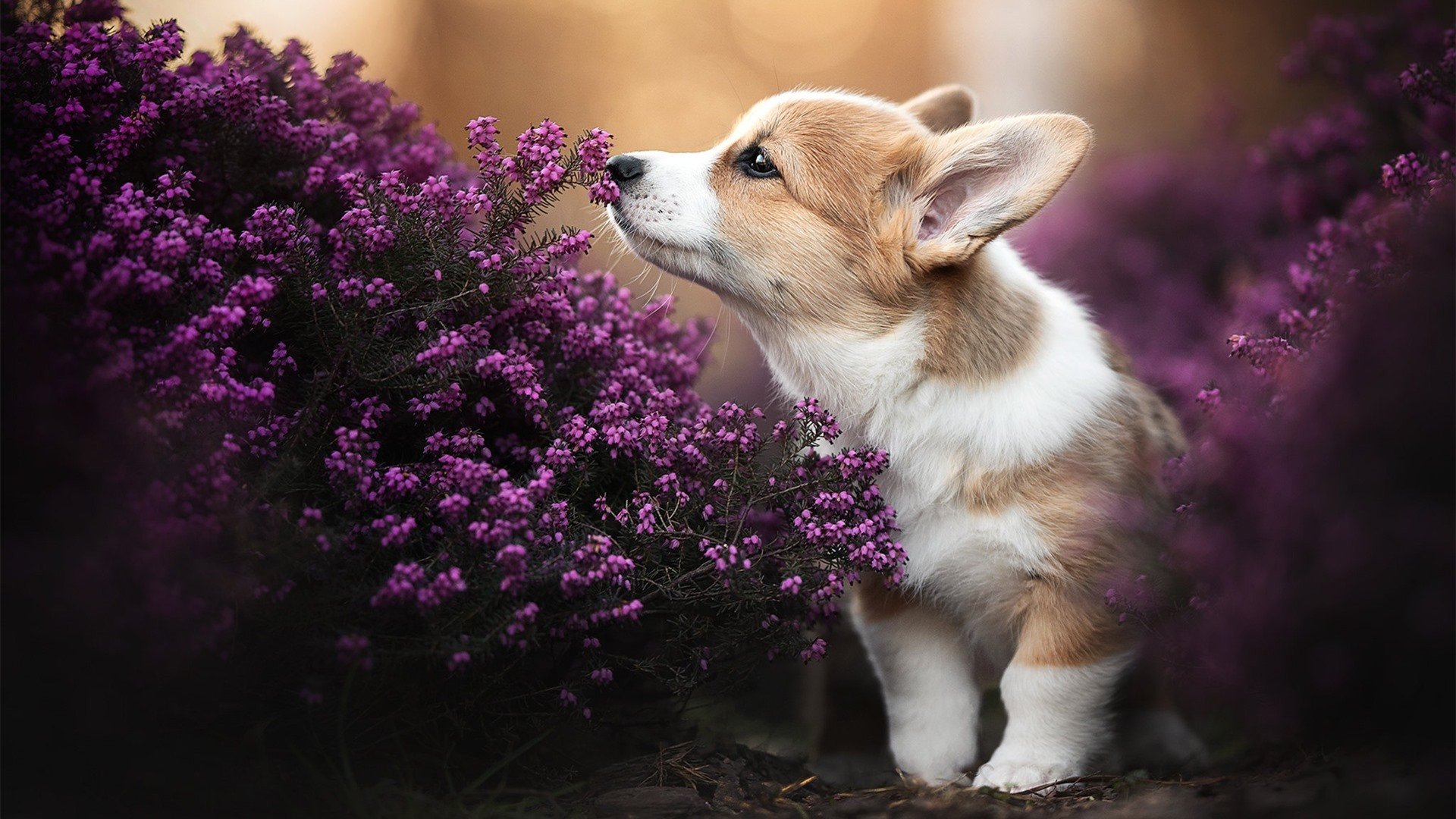 世俱杯时间-天使之翼，迪马利亚救赎之战，马赛力克拉齐奥迎争冠曙光