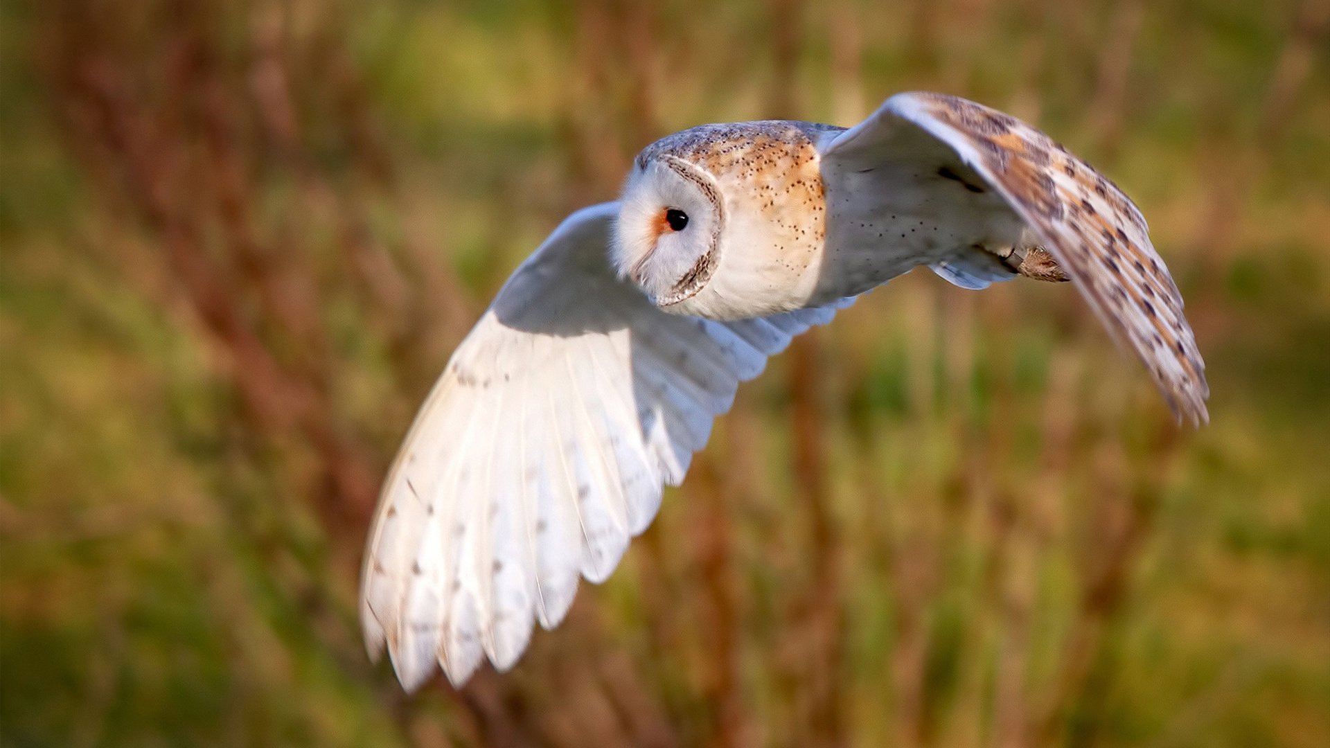 世俱杯赛程-戈贝尔一柱擎天刷新纪录，爵士力克雷霆捍卫主场