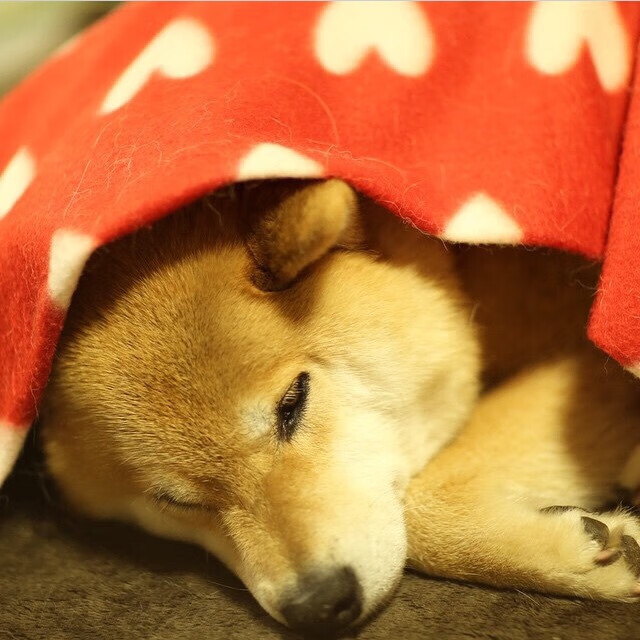 世俱杯2025-梅西统治级数据破纪录,马赛防守铁壁锁死突尼斯