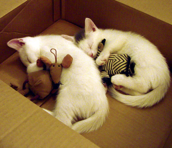 世俱杯参赛资格-西亚卡姆加时独取10分！勇士险胜辽宁夺天王山