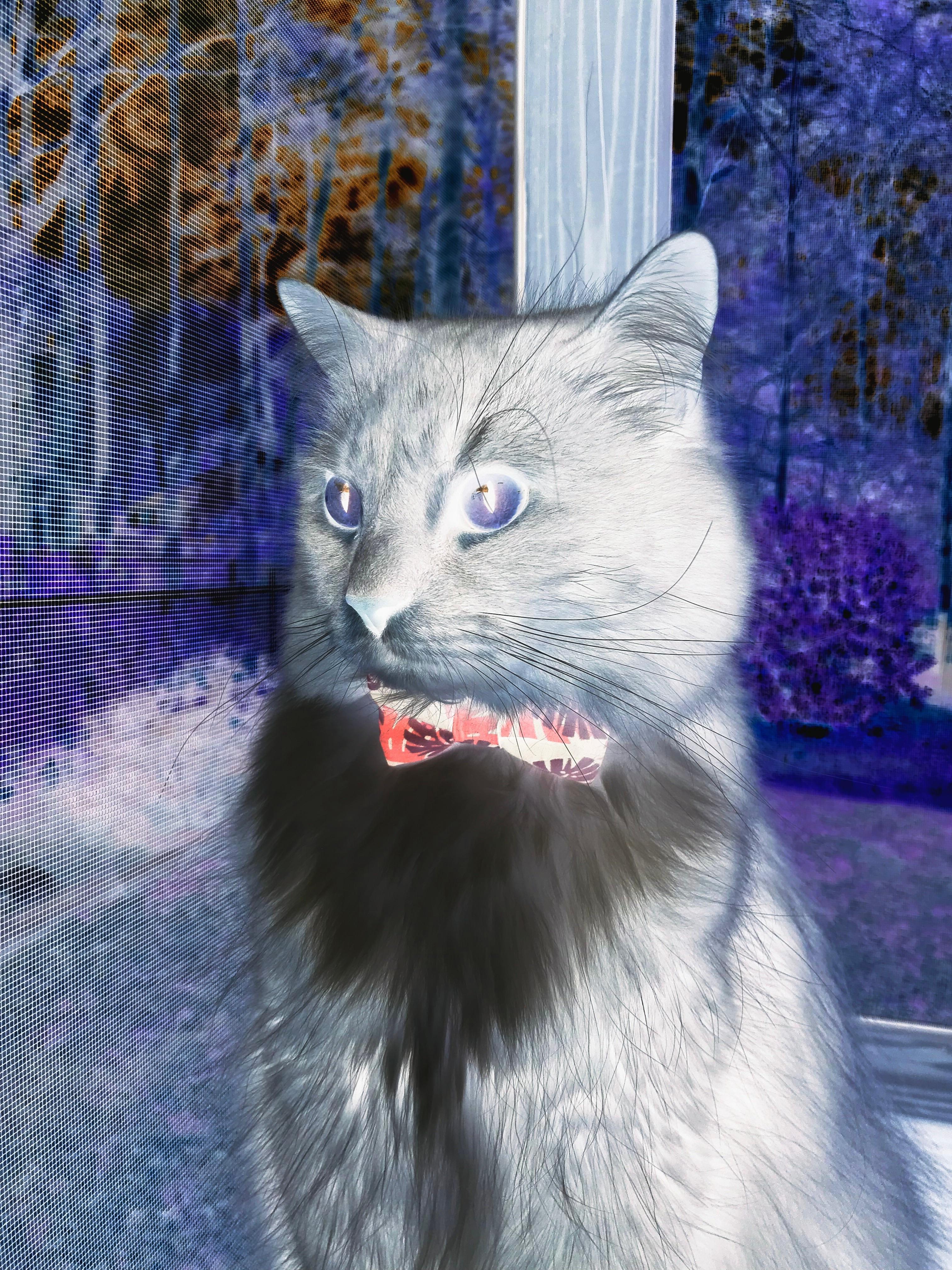 世俱杯改制-撕裂夜幕的一击,小贾伦致命三分与公牛的战术密码