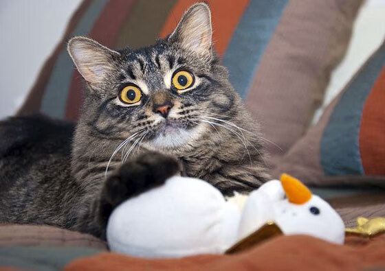 世俱杯-太极虎的战术牢笼，解析韩国教头如何缚住皇家社会，奥纳纳一夫当关