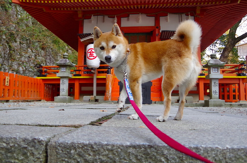世俱杯时间-湖人对阵活塞，切特·霍姆格伦的攻防转换核心作用