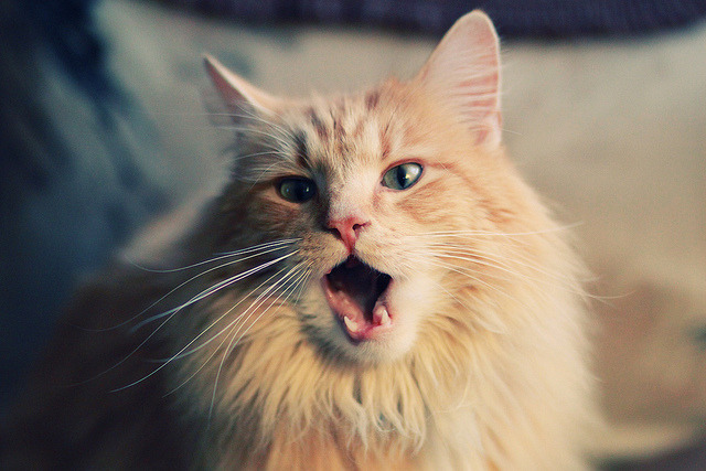 世俱杯参赛资格-天山脚下，一剑封喉，福克斯助骑士决胜局带走新疆队